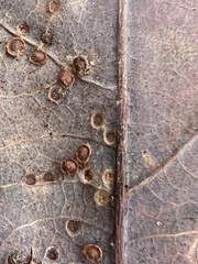 Neuroterus tantulus