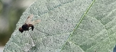 Chrysopilus