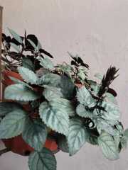 Hemigraphis alternata