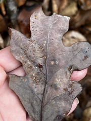 Neuroterus tantulus