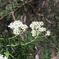 Ozothamnus