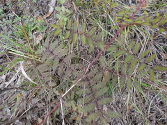 Mimosa microphylla