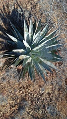 Agave colorata