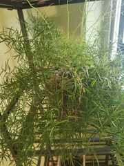 Asparagus aethiopicus