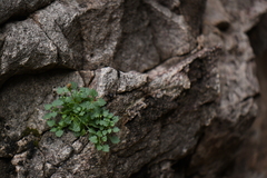 Perityle rupestris albiflora