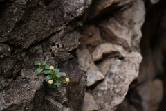 Perityle rupestris albiflora