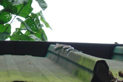 Chrysopelea paradisi