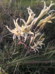 Gladiolus undulatus