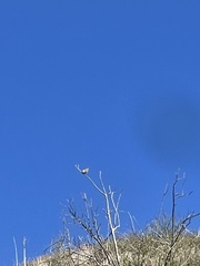 Passer domesticus
