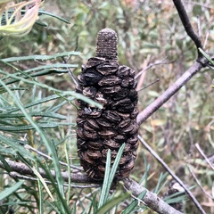 Banksia