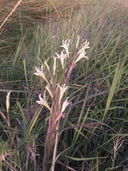 Gladiolus undulatus
