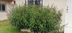 Celosia spicata