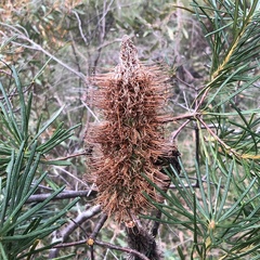 Banksia