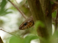 Zamenis scalaris