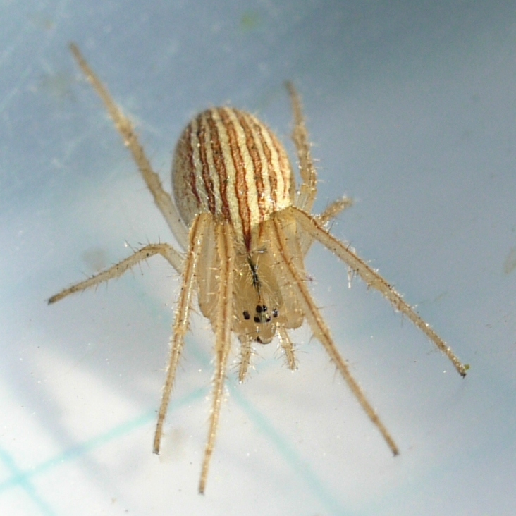 Larinia borealis
