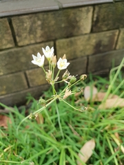 Asparagales