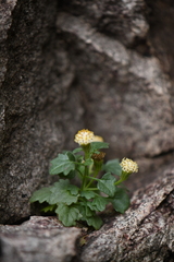 Perityle rupestris albiflora
