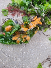 Porifera