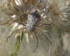Philodromus aureolus