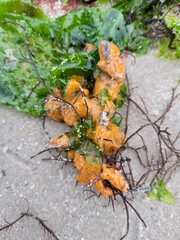 Porifera