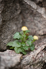 Perityle rupestris albiflora