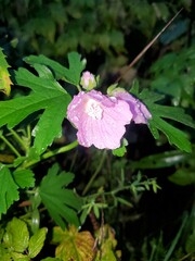 Malva alcea