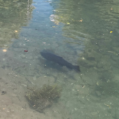 Salmo trutta