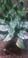 Dieffenbachia seguine