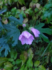 Malva alcea
