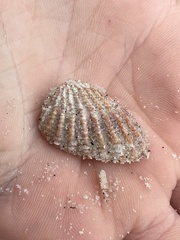 Cardites floridanus