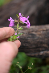 Stachys bigelovii