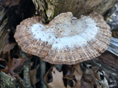 Daedaleopsis confragosa