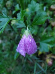 Malva alcea