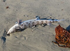 Triakis semifasciata