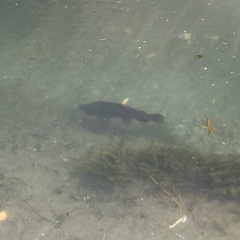 Salmo trutta