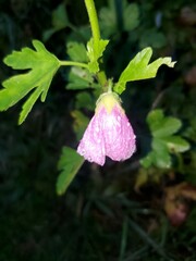 Malva alcea
