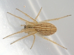 Larinia borealis