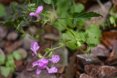Stachys bigelovii