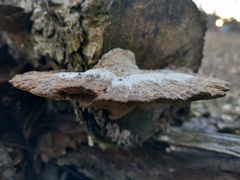 Daedaleopsis confragosa