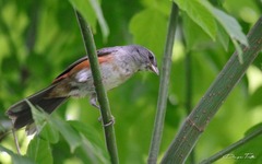 Microspingus cabanisi