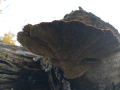 Daedaleopsis confragosa