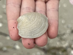 Phacoides pectinatus