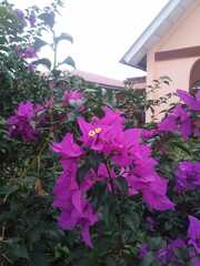 Bougainvillea glabra