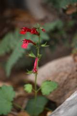 Salvia roemeriana