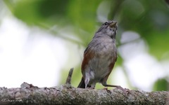 Microspingus cabanisi