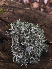 Physciaceae