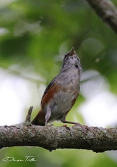 Microspingus cabanisi