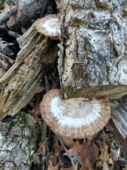 Daedaleopsis confragosa