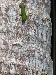 Phelsuma laticauda