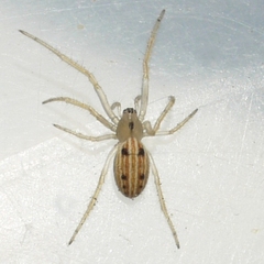 Larinia borealis